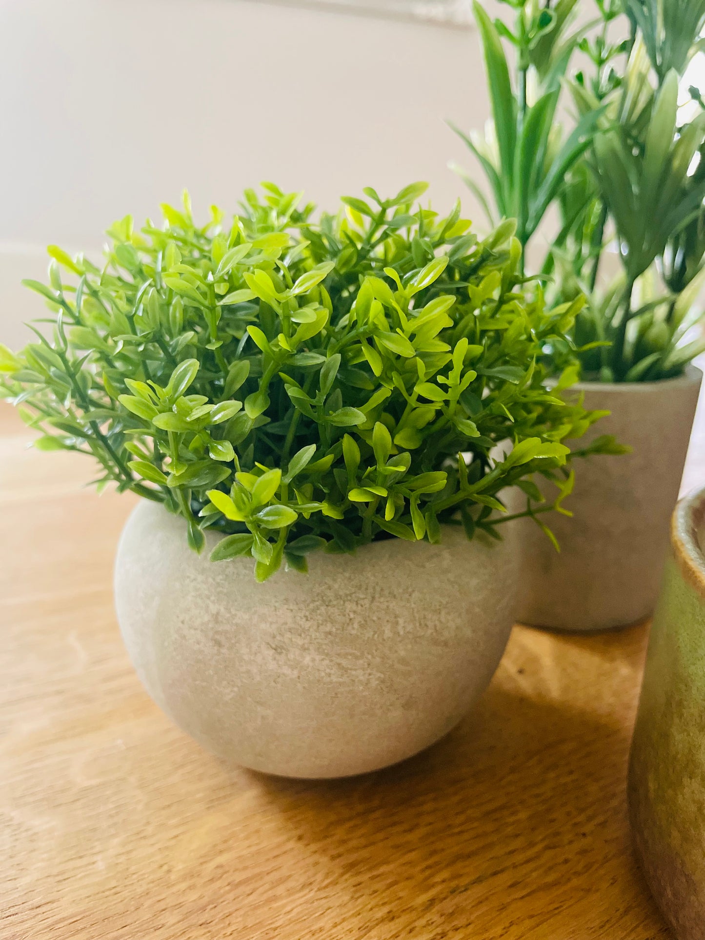 Miniature Hebe In Pot