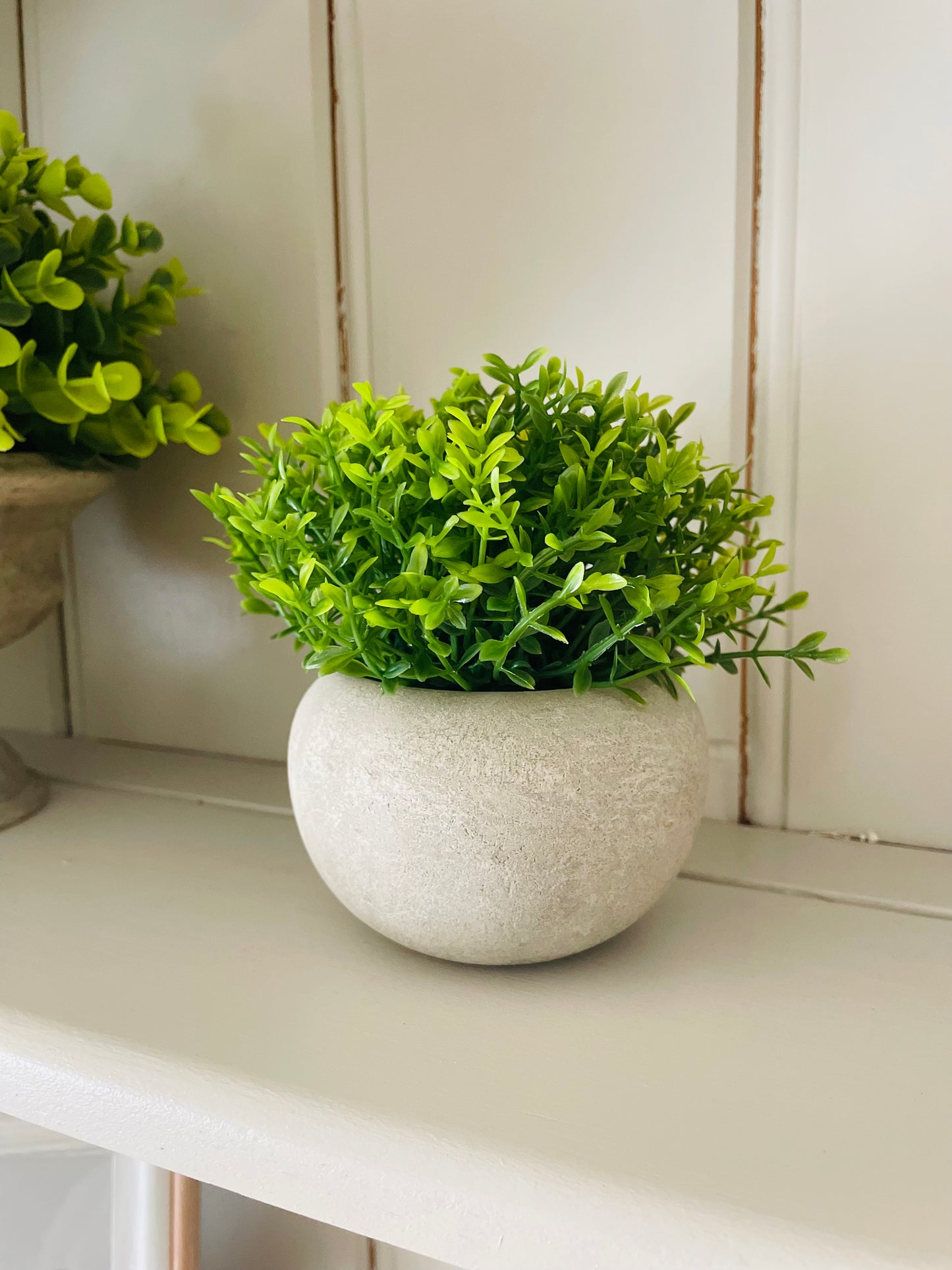 Miniature Hebe In Pot