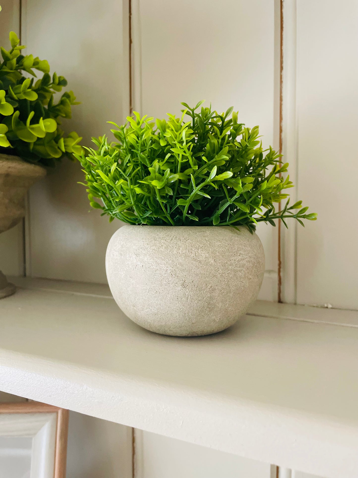 Miniature Hebe In Pot