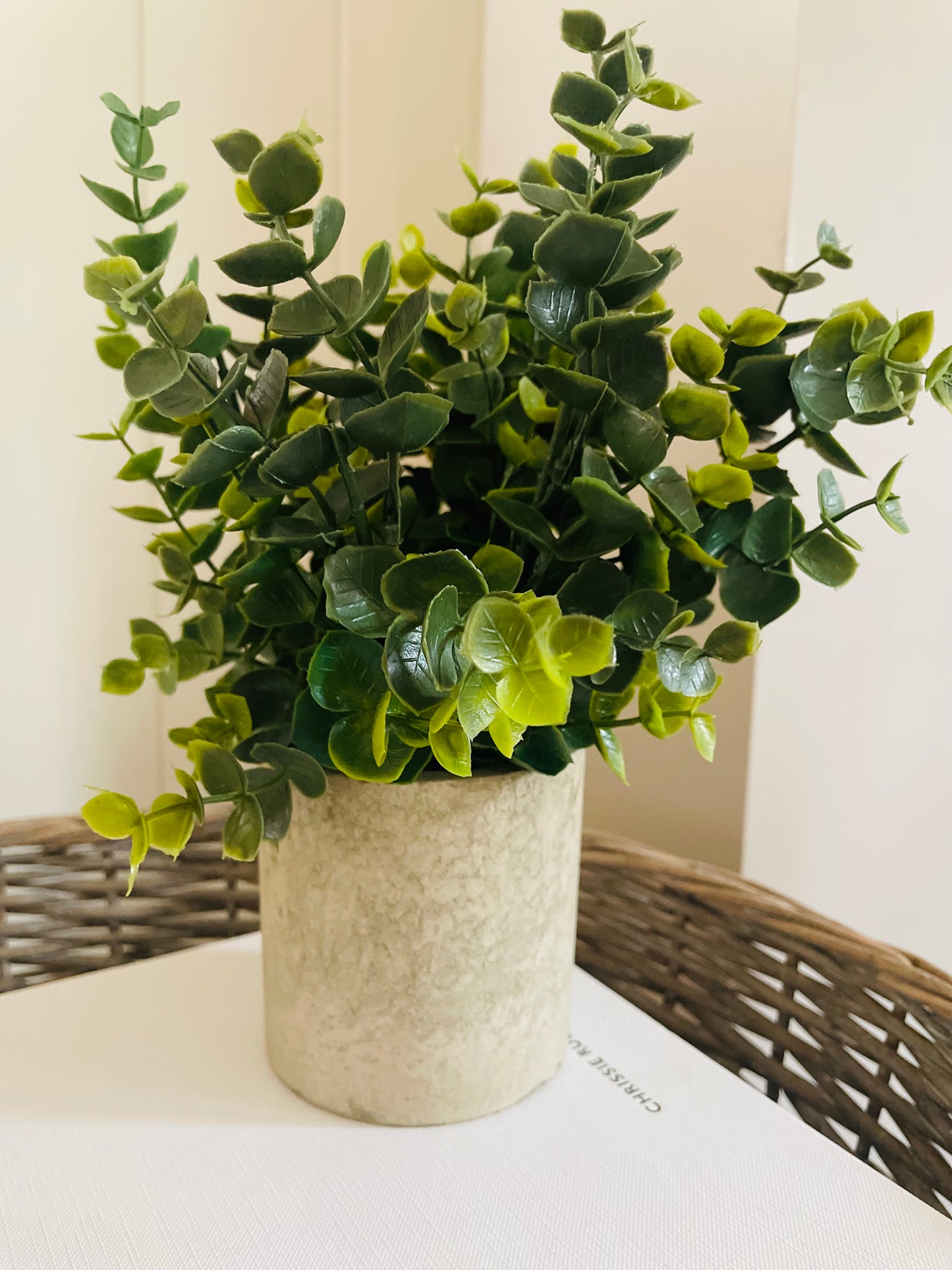 Potted Eucalyptus Plant