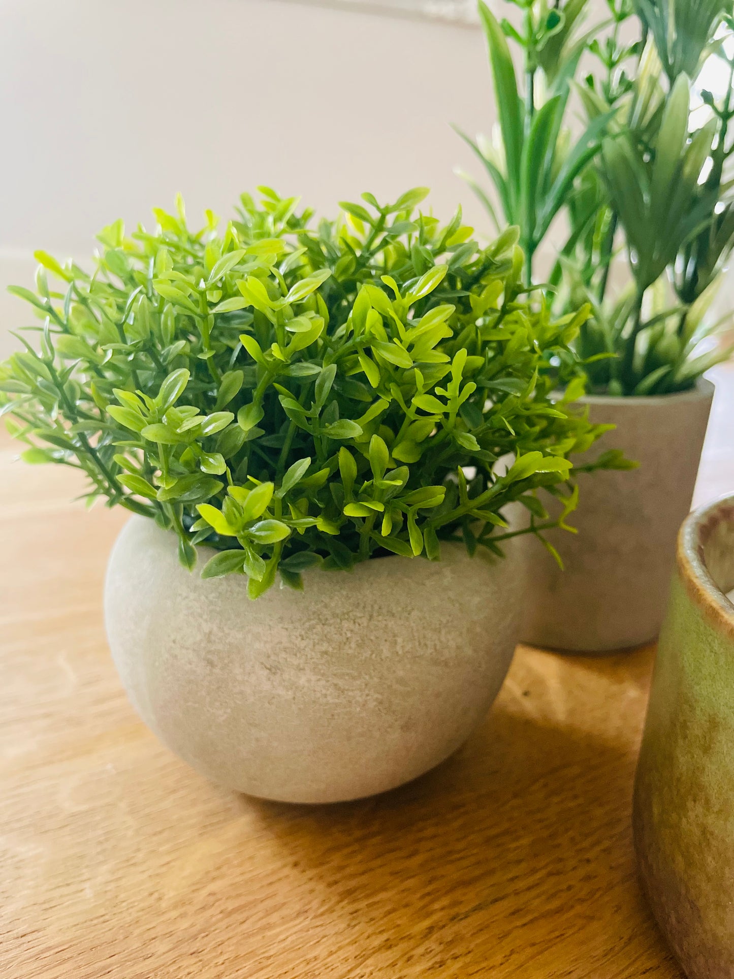 Miniature Hebe In Pot