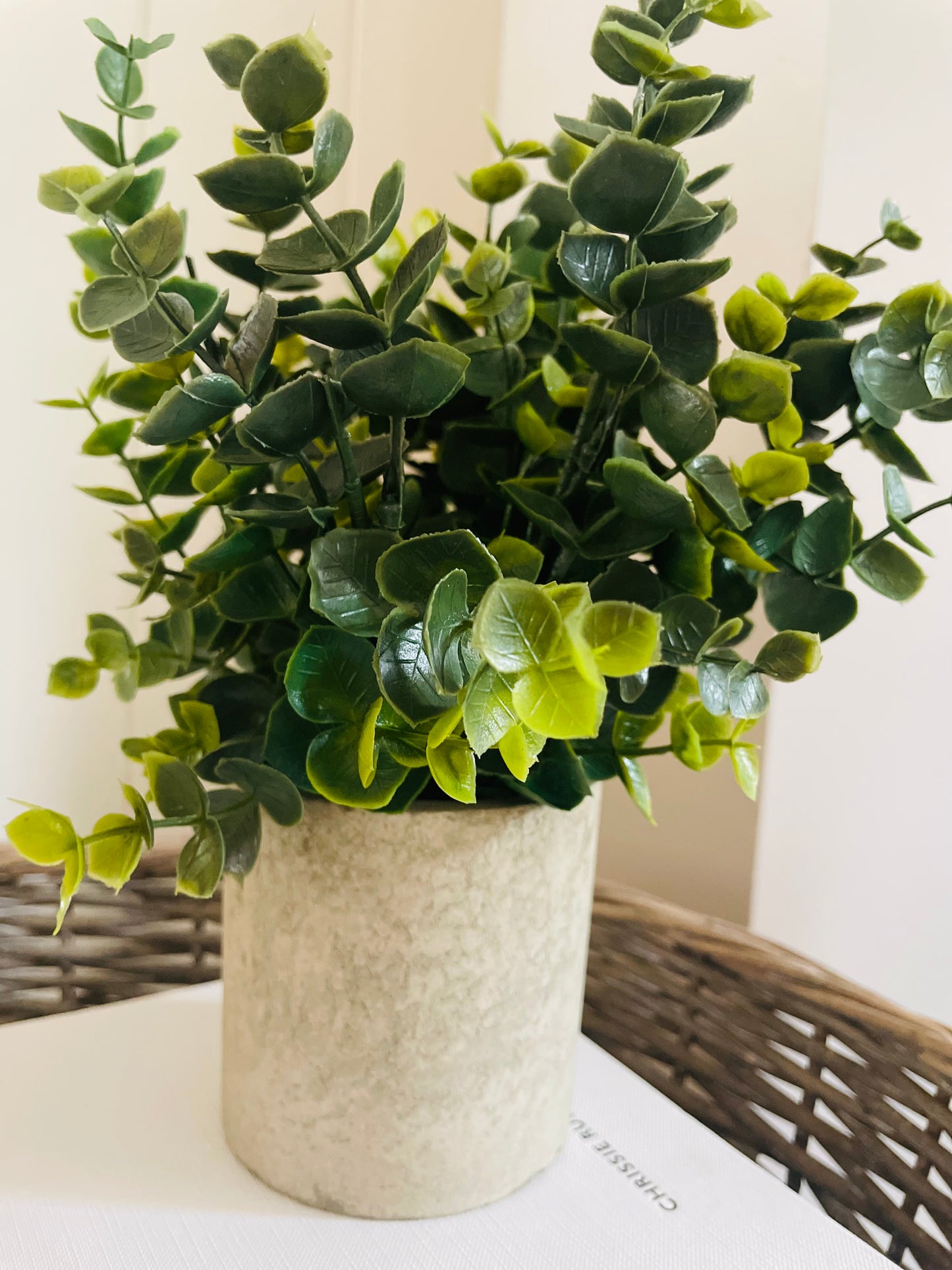 Potted Eucalyptus Plant