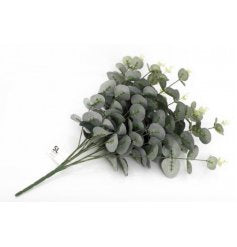 Eucalyptus Bush
