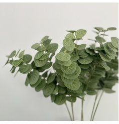 Eucalyptus Bush